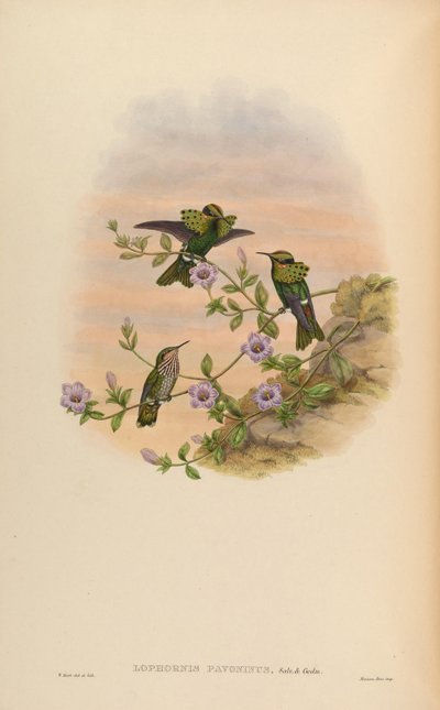 Lophornis pavoninus - John Gould